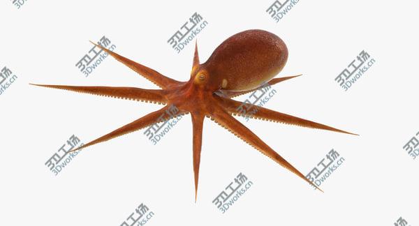 images/goods_img/20210312/Common Octopus Rigged for Cinema 4D/2.jpg